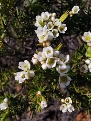 Diosma