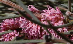 Hakea invaginata