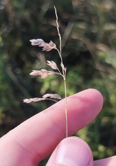 Poa angustifolia