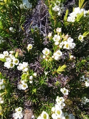 Diosma