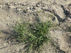 Eragrostis albensis