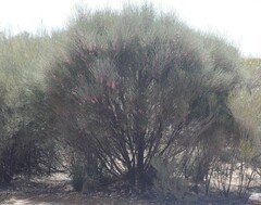 Hakea invaginata