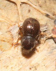 Anthribidae