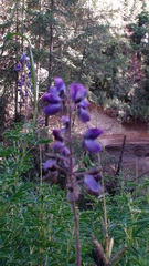 Lupinus montanus