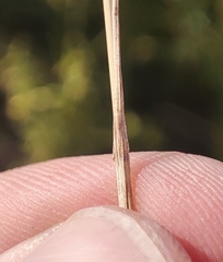 Poa angustifolia