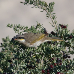 Gavicalis virescens