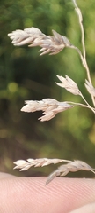 Poa angustifolia