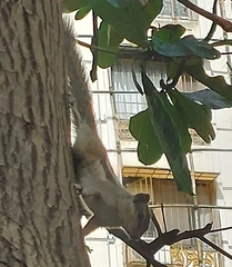 Funambulus pennantii