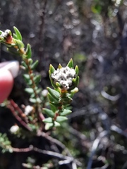 Phylica ericoides