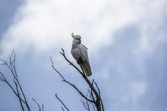 Cacatua galerita