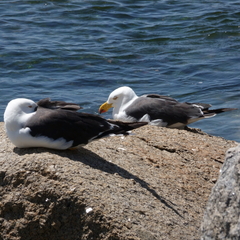 Larus pacificus