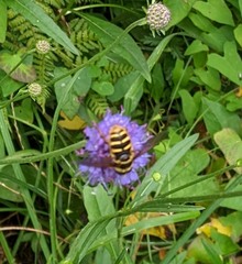 Sericomyia silentis