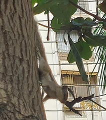 Funambulus pennantii