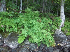 Osmunda spectabilis