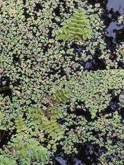 Salvinia natans