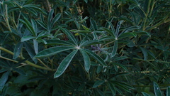 Lupinus montanus