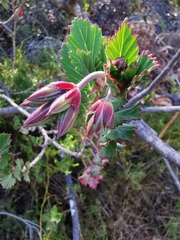 Pelargonium betulinum