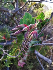 Pelargonium betulinum