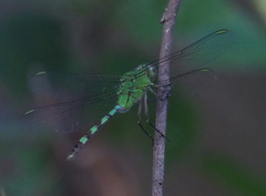 Erythemis vesiculosa