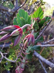 Pelargonium betulinum