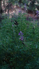 Lupinus montanus