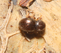 Anthribidae