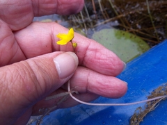 Utricularia radiata