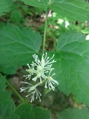 Actaea spicata