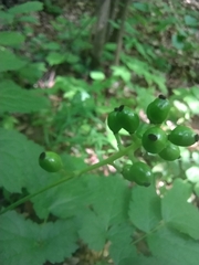 Actaea spicata