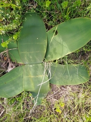 Brunsvigia orientalis