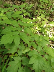 Actaea spicata