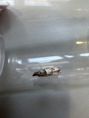 Notocelia rosaecolana