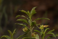 Eremophila serrulata