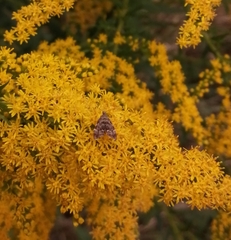 Anthophila fabriciana