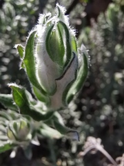 Helichrysum dasyanthum