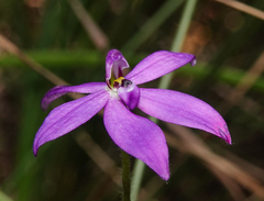 Glossodia minor
