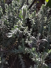 Helichrysum dasyanthum