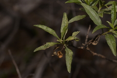 Eremophila serrulata