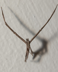 Deinopidae