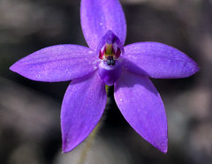 Glossodia minor