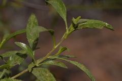 Eremophila serrulata