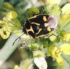 Eurydema oleracea