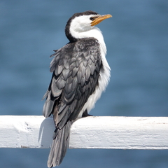 Microcarbo melanoleucos