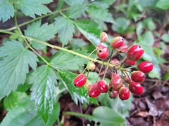 Actaea rubra rubra
