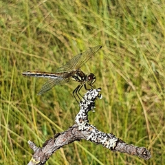 Sympetrum danae