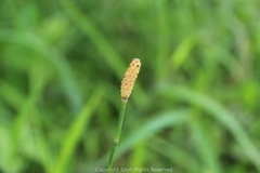 Equisetum ramosissimum