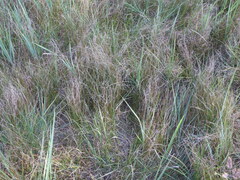 Carex praecox