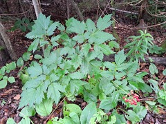 Actaea rubra rubra
