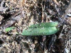 Glossodia minor