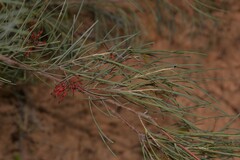 Grevillea